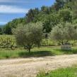 Vignes du domaine Faverot à Maubec
