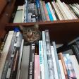 Notre chat Jango veille sur notre atelier!