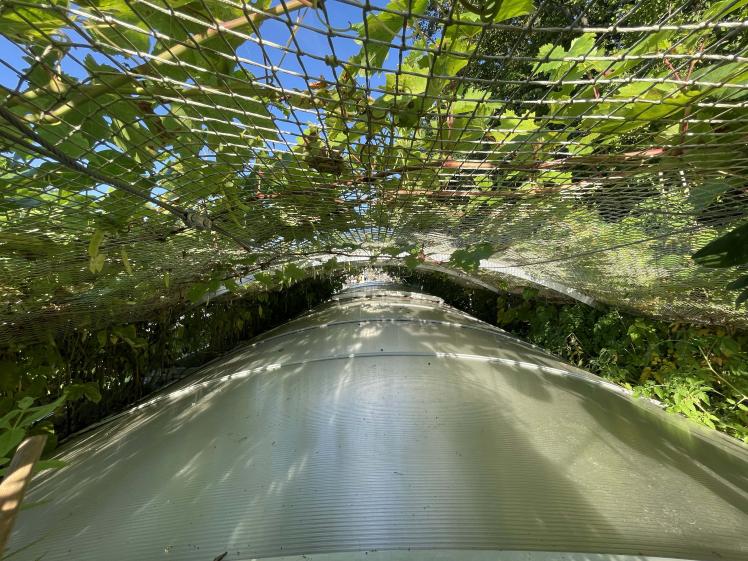 L'entredeux tempéré de la verrière bioclimatique - des vignes et des légumes grimpants.