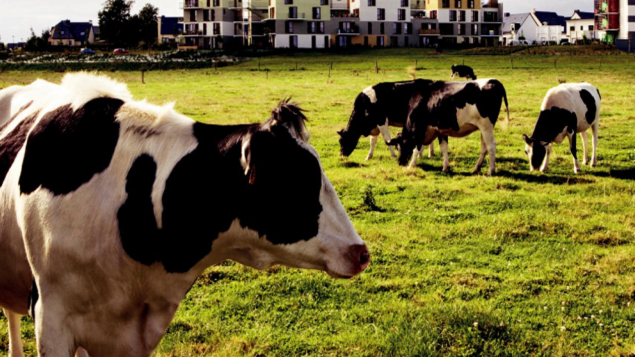 vache.jpg vache.jpg