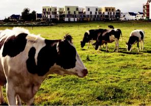 vache.jpg
