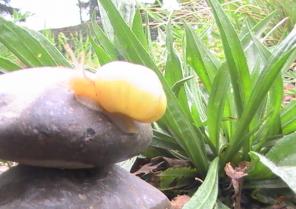 ESPACE EXTÉRIEURS MIDE : "Richesse des matériaux - Richesse des espèces"