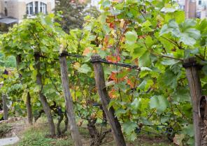 Vignes de la butte Montmartre - Paris