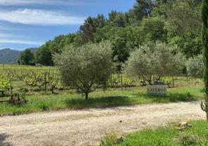 Vignes du domaine Faverot à Maubec