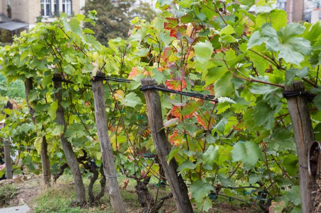 Vignes de la butte Montmartre - Paris