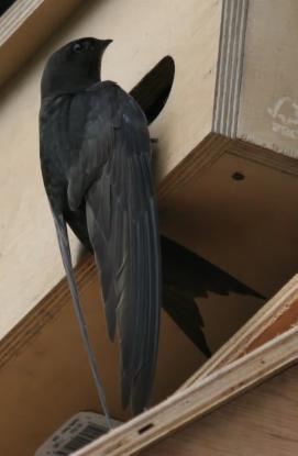 martinet_noir.jpg martinet_noir.jpg