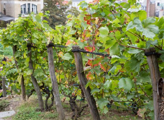 Vignes de la butte Montmartre - Paris